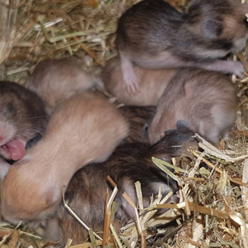 hamsters-k1-nest-2-350x350 Nieuws
